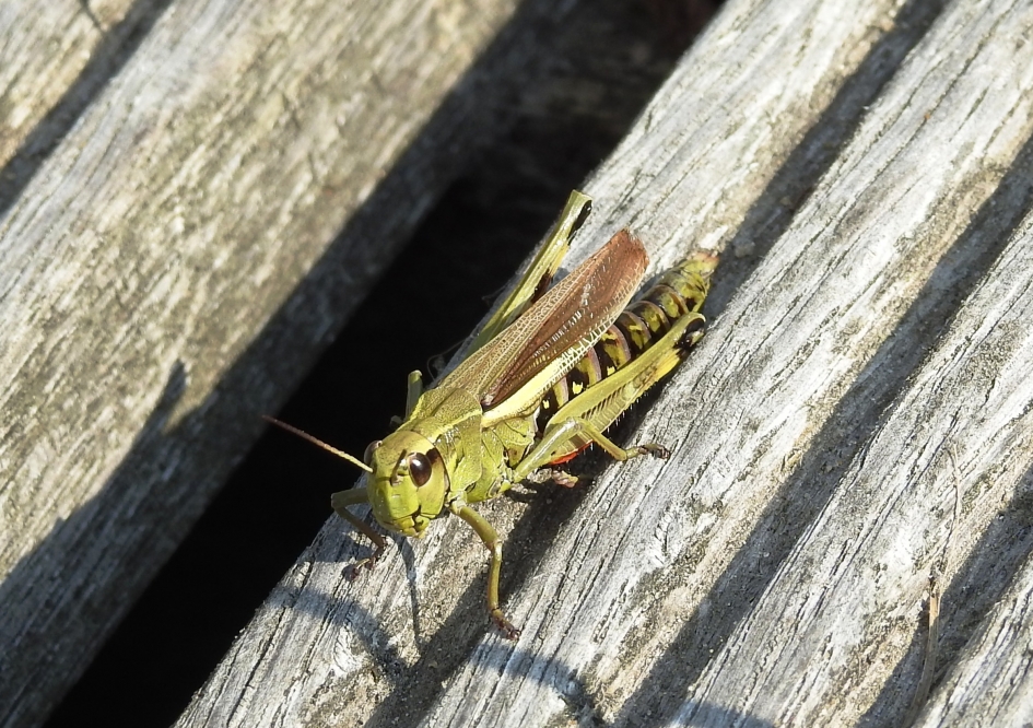 We kijken elkaar in de ogen. - Geleedpotigen - Moerassprinkaan