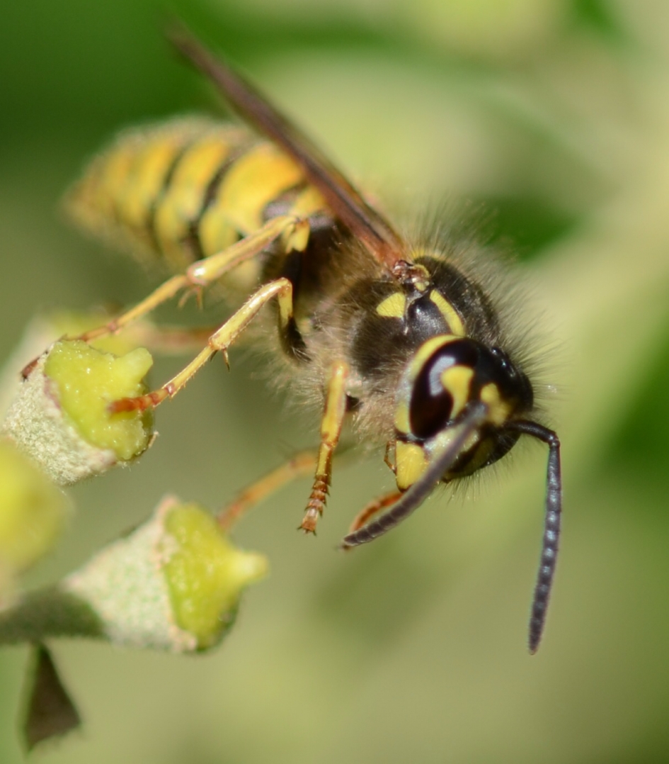 wesp 2 - Geleedpotigen - Wesp