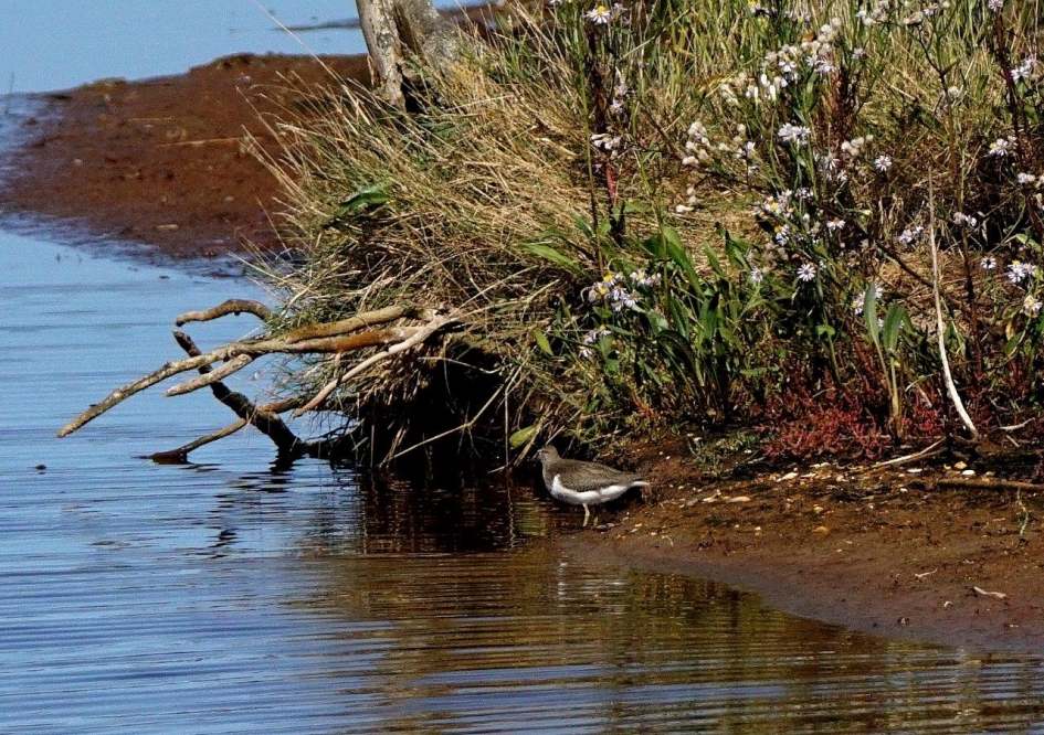 Witgatje - Vogels - Witgat