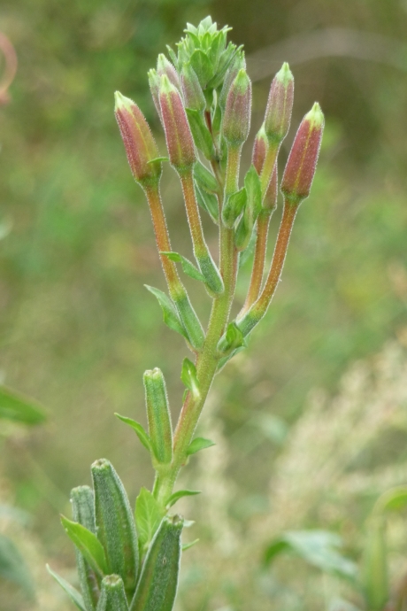 Zaden van de teunisbloem