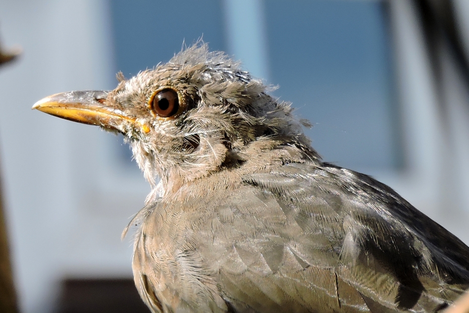 Ziet er niet uit! - Vogels - Merel