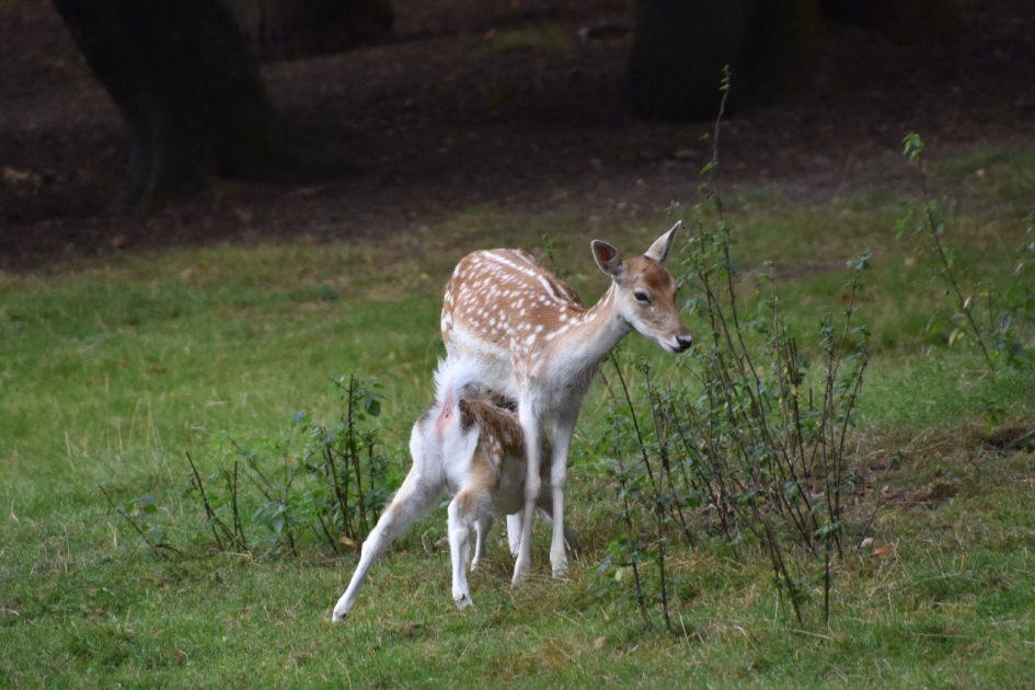 Zo klein... - Zoogdieren - 