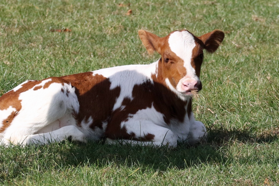 Zo mooi nog zonder oormerken... - Zoogdieren - 