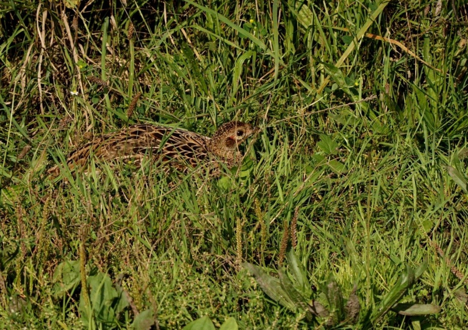 Zoek plaatje - Vogels - Fazant Hen