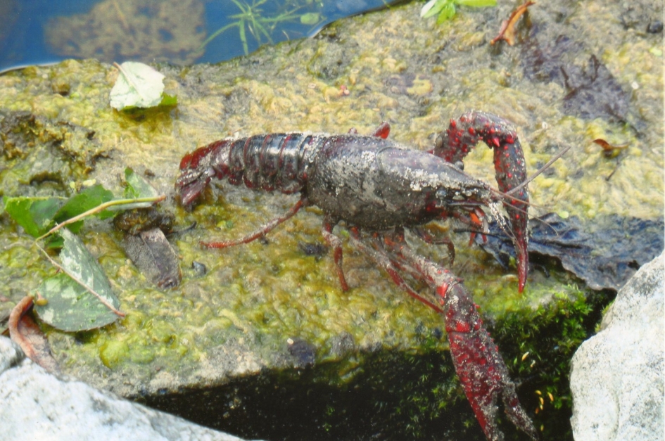 Zoetwaterkreeft in mijn directe omgeving. - Reptielen en amfibieën - Zoetwaterkreeft