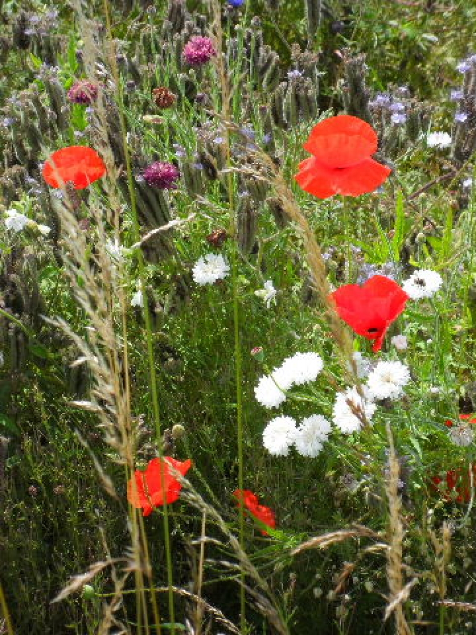 Zomer  bloei - Planten - 