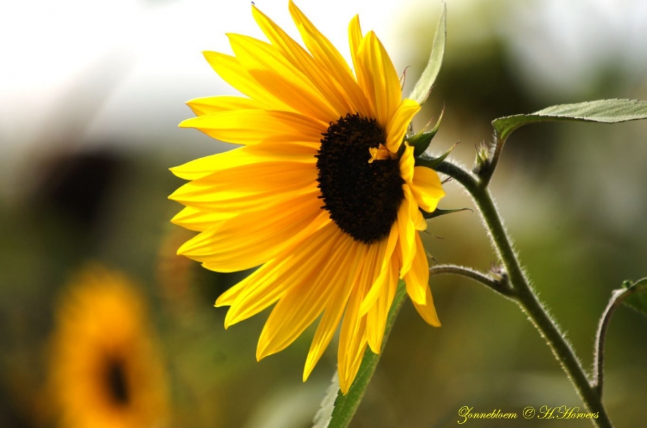 Zonnebloem - Planten - 