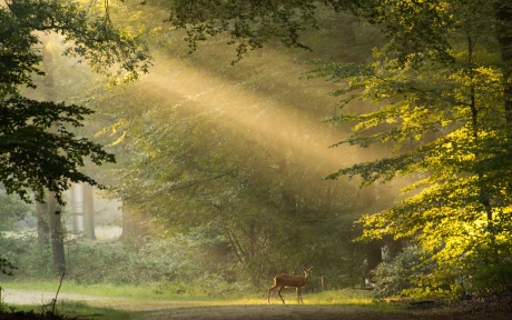 Zonneharp met reegeit