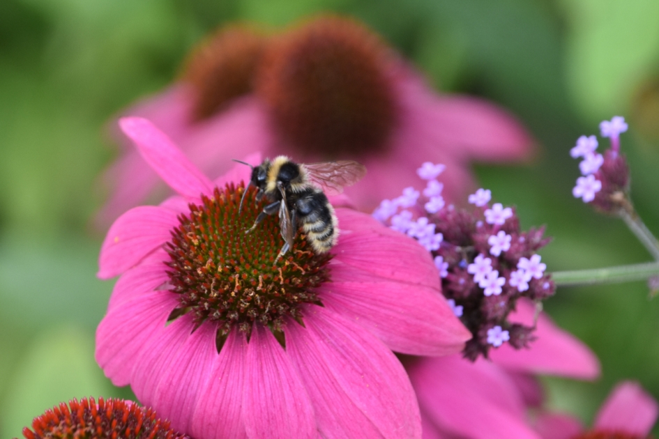 Zonnehoed met bezoek - Planten - 
