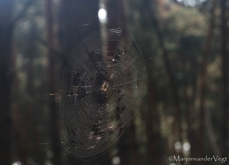 Zonnige spinnetje