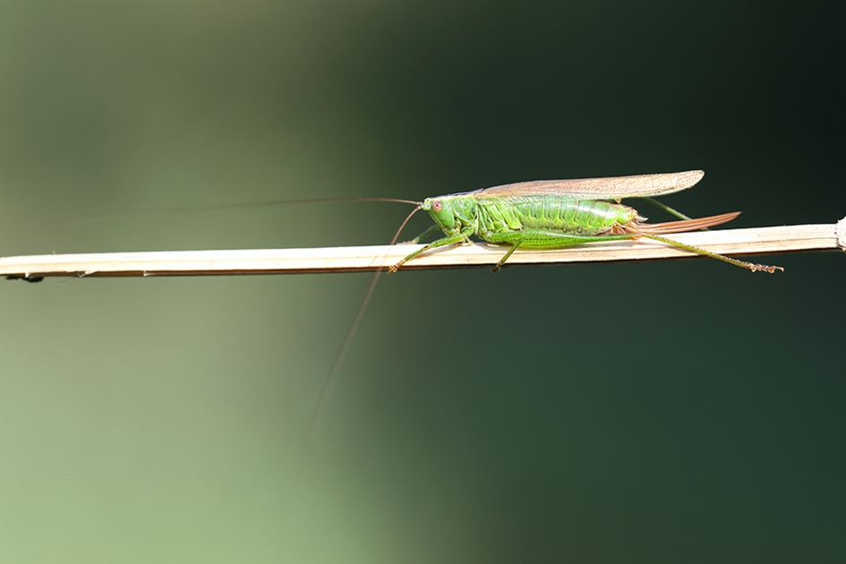 Zuidelijk spitskopje -v- - Geleedpotigen - 
