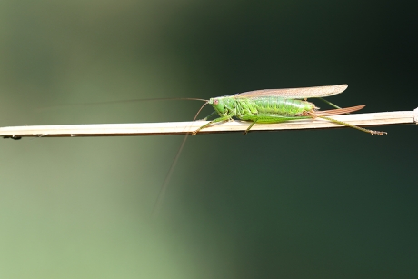 Zuidelijk spitskopje -v-