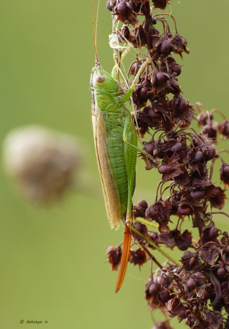 Zuidelijk spitskopje