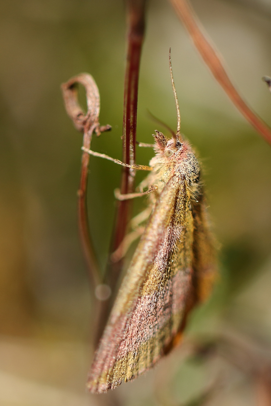 zuringspanner - Geleedpotigen - 