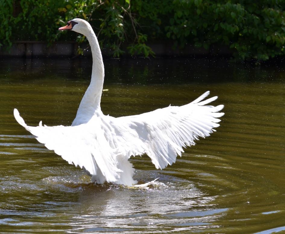 Zwaan geeft een voorstelling - Vogels - Knobbelzwaan