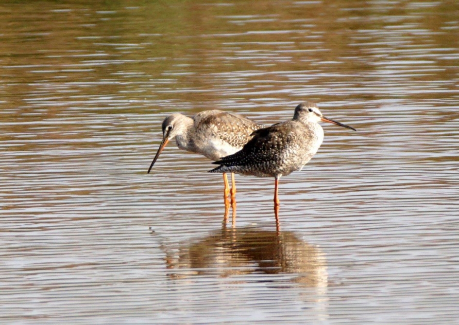 zwareteruiter 2 - Vogels - Zwarteruiter
