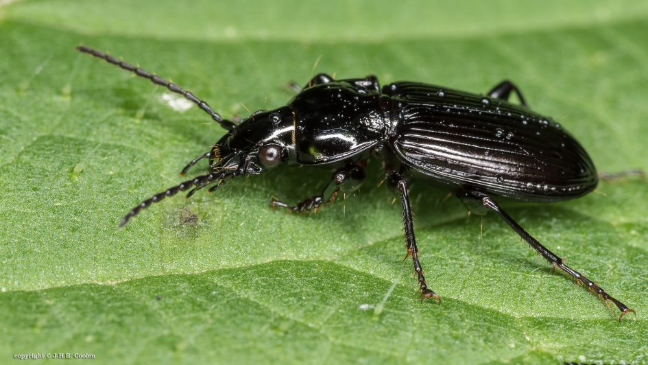 Zwart - Geleedpotigen - Zwarte loopkever