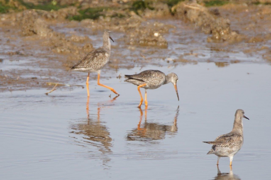 zwarteruiter - Vogels - zwarteruiter