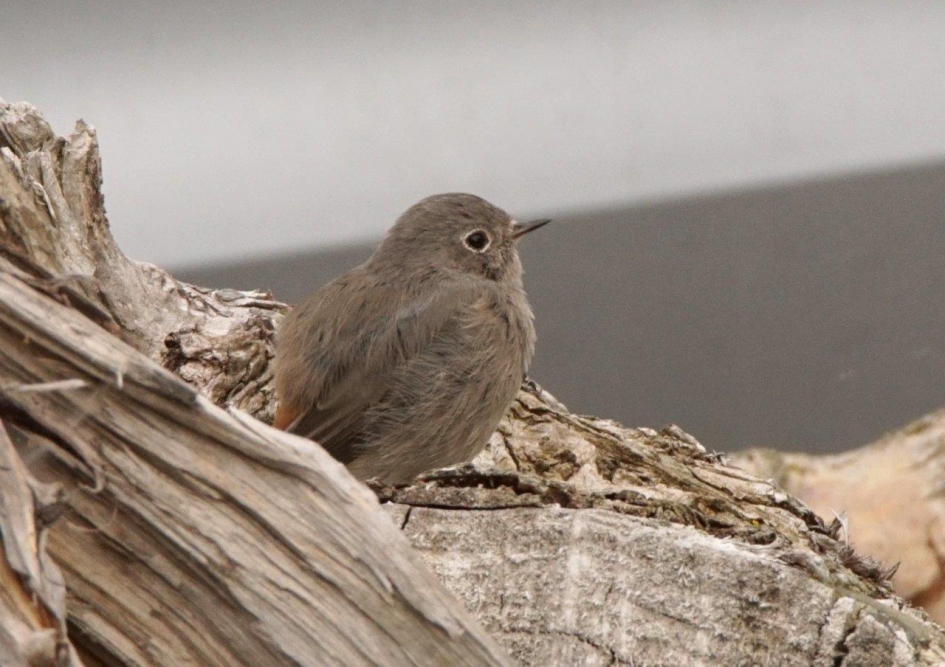 Gekraagde roodstaart jong - Vogels - Zwarte roodstaart