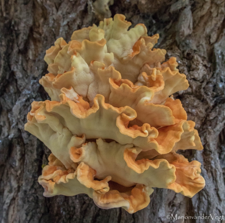Zwavelzwam - Schimmels - Zwavelzwam