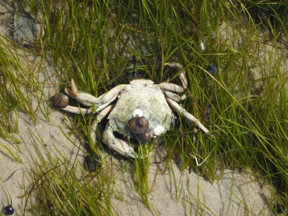 Zwemkrab tussen zeegras - Geleedpotigen - Gewone Zwemkrab