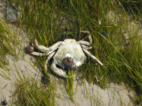 Zwemkrab tussen zeegras