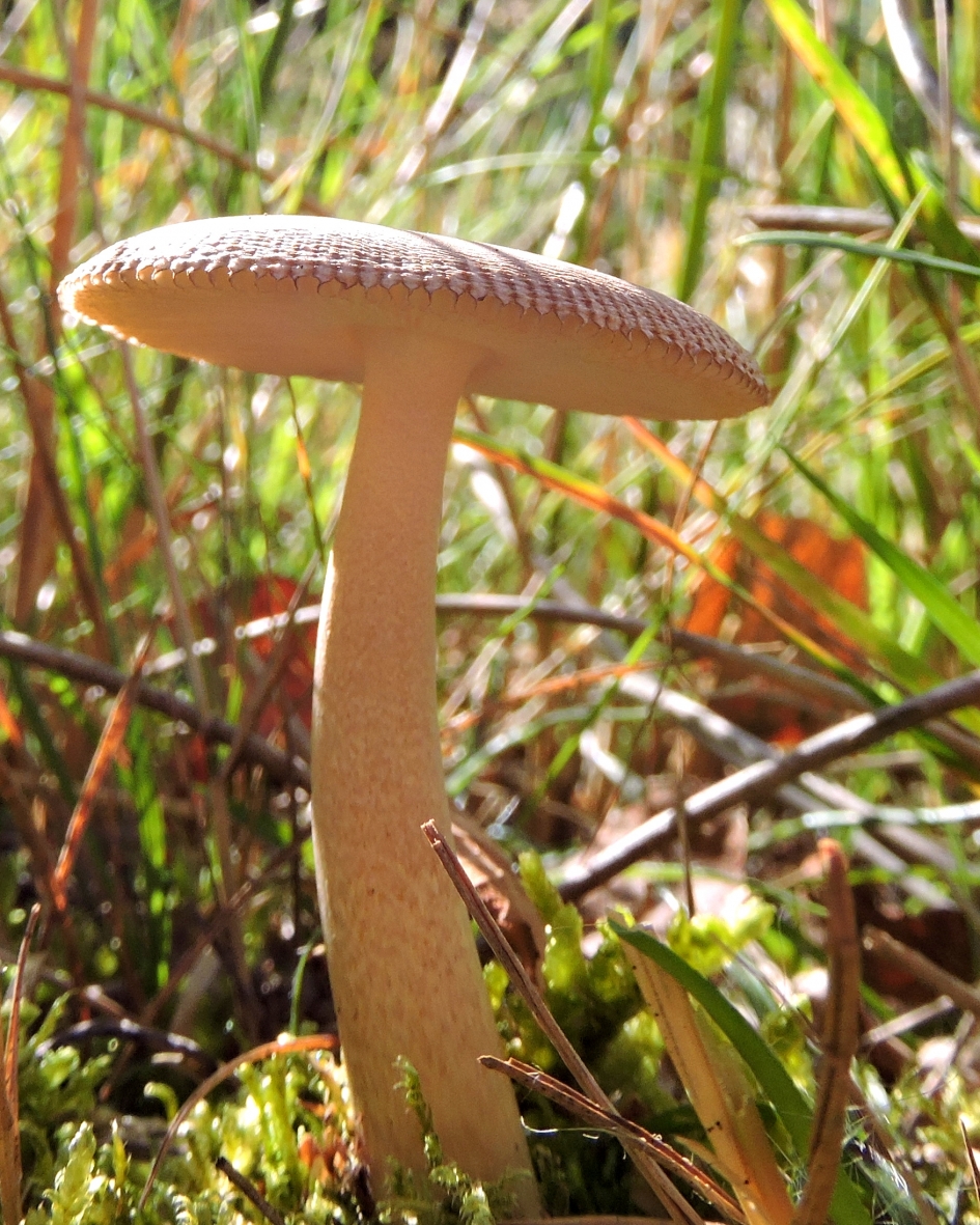 Zwierig zwammetje - Schimmels - 