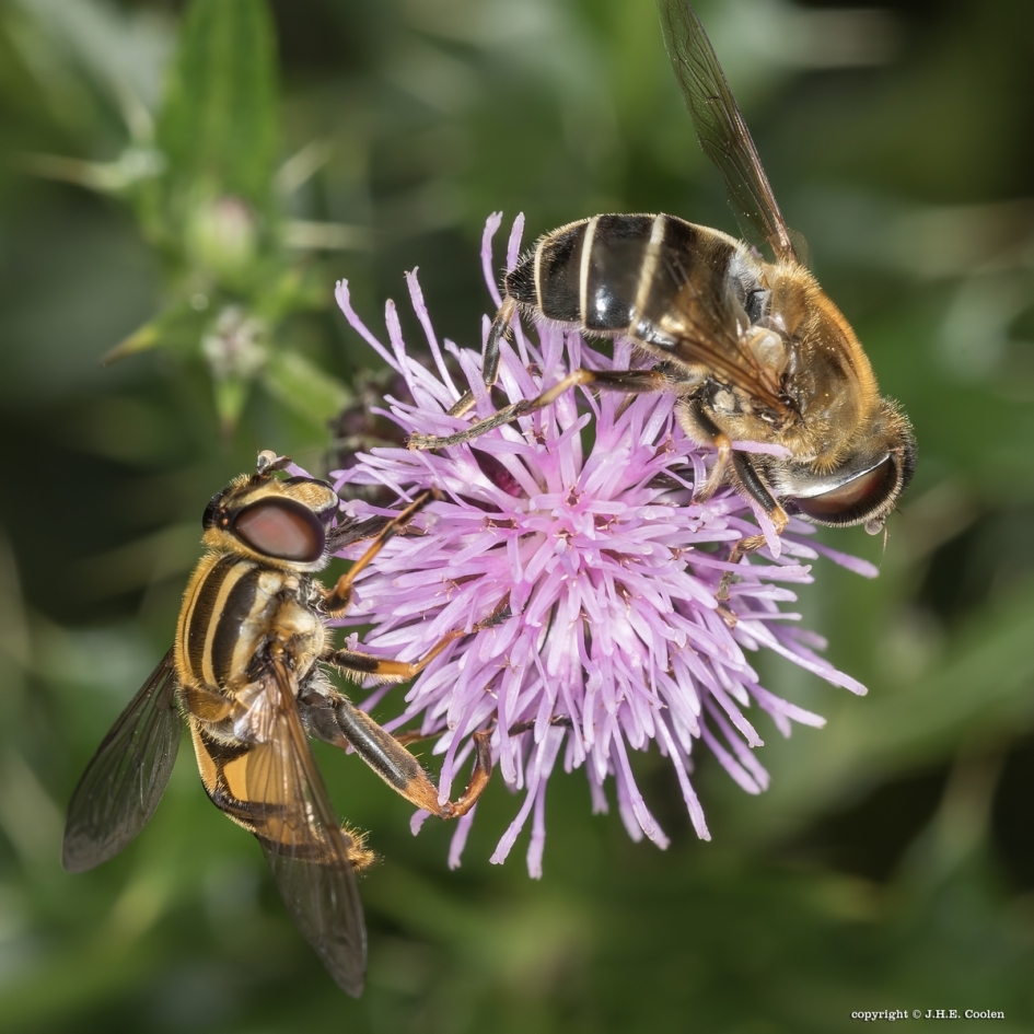 2 - Geleedpotigen - zweefvlieg