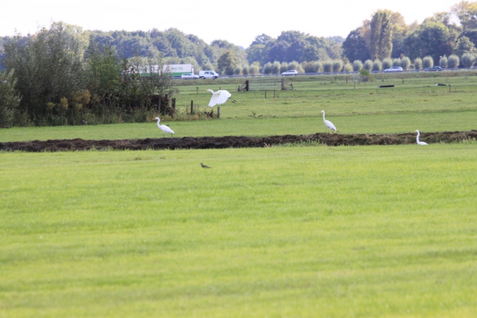 4 Zilverreigers - Vogels - 