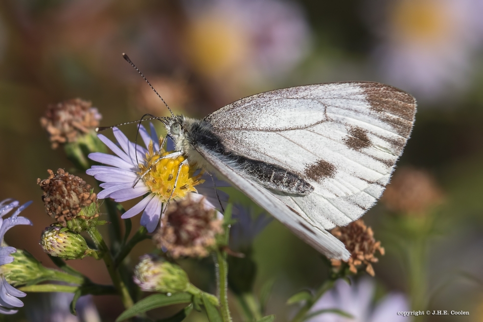 9 okt. - Geleedpotigen - Klein koolwitje