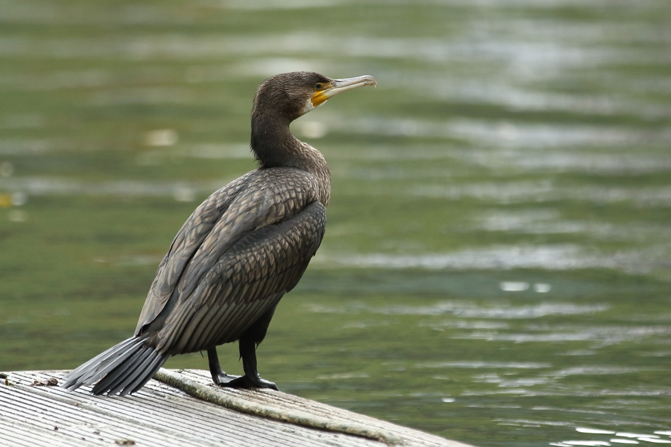 aalscholver - Vogels - 