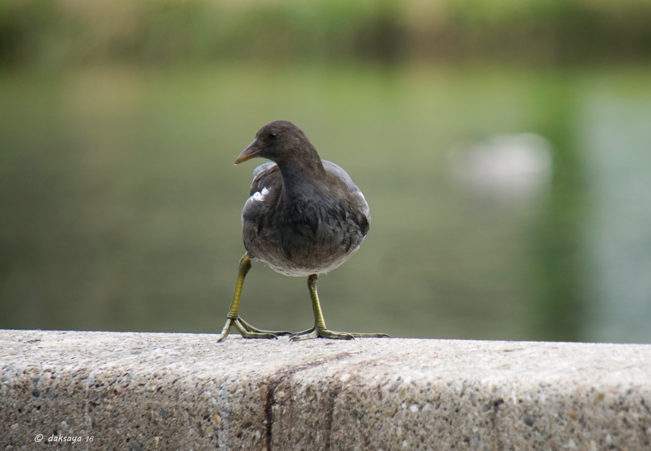 Aan de wandel - Vogels - Waterhoen