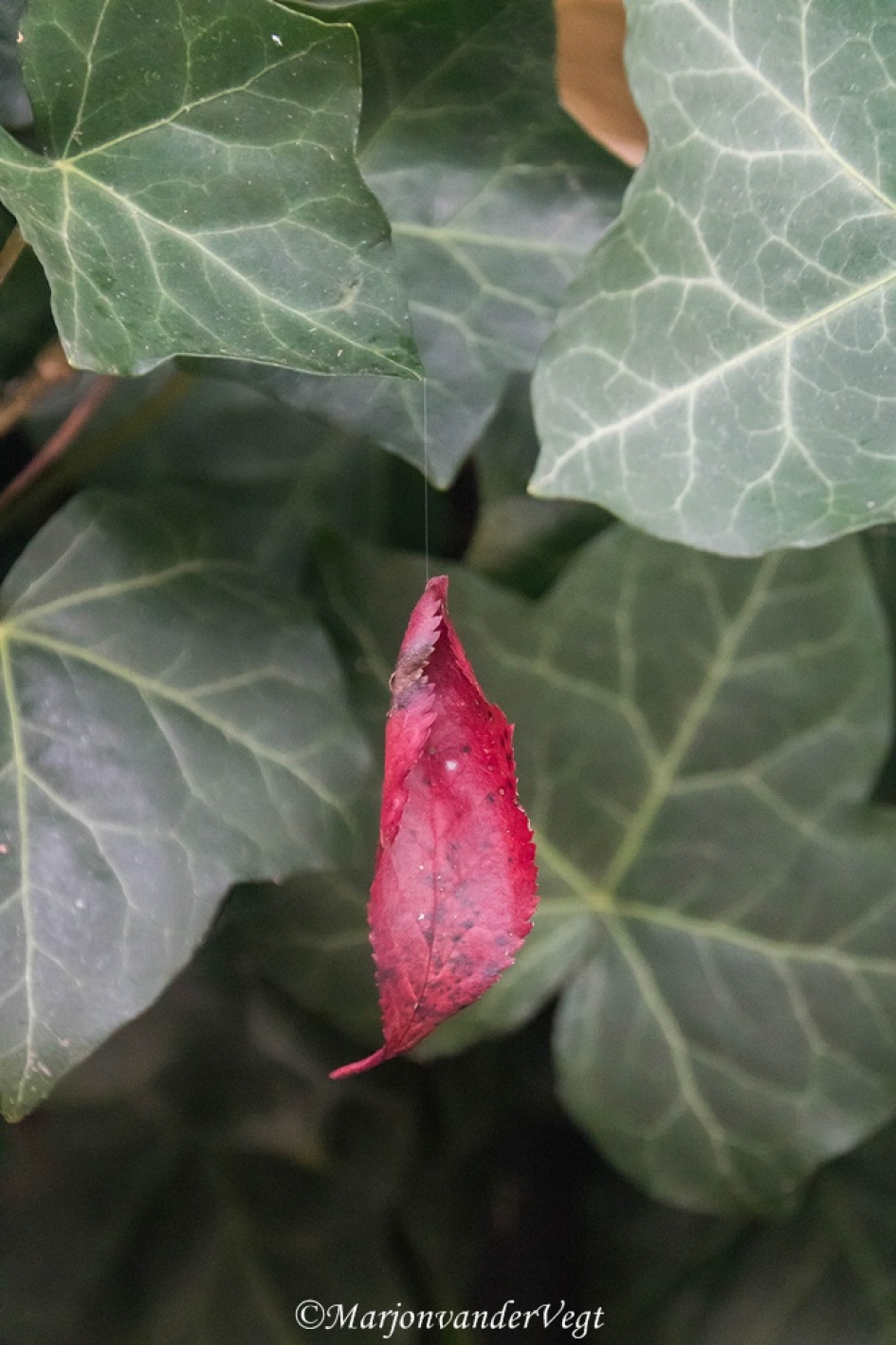 Aan 'n zijden draadje - Planten - blad