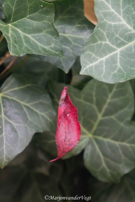 Aan 'n zijden draadje