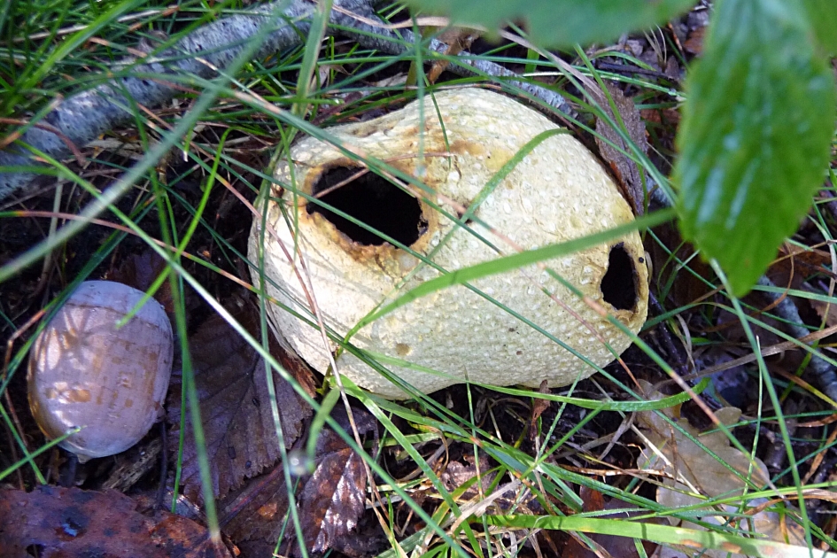 Aardappelbovist - Schimmels - 