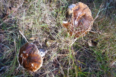 Afgebroken paddenstoelen