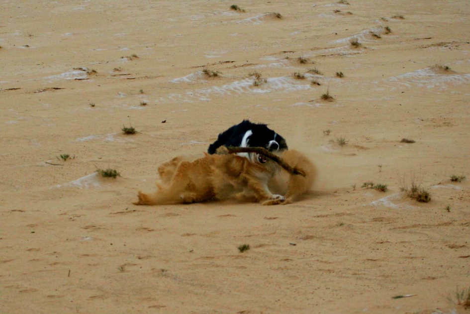 Afrikaanse leeuw op de Hoge Veluwe - Overig - 