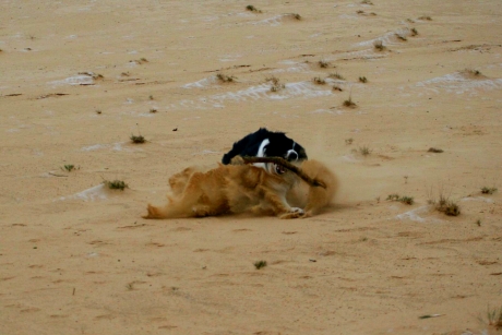 Afrikaanse leeuw op de Hoge Veluwe