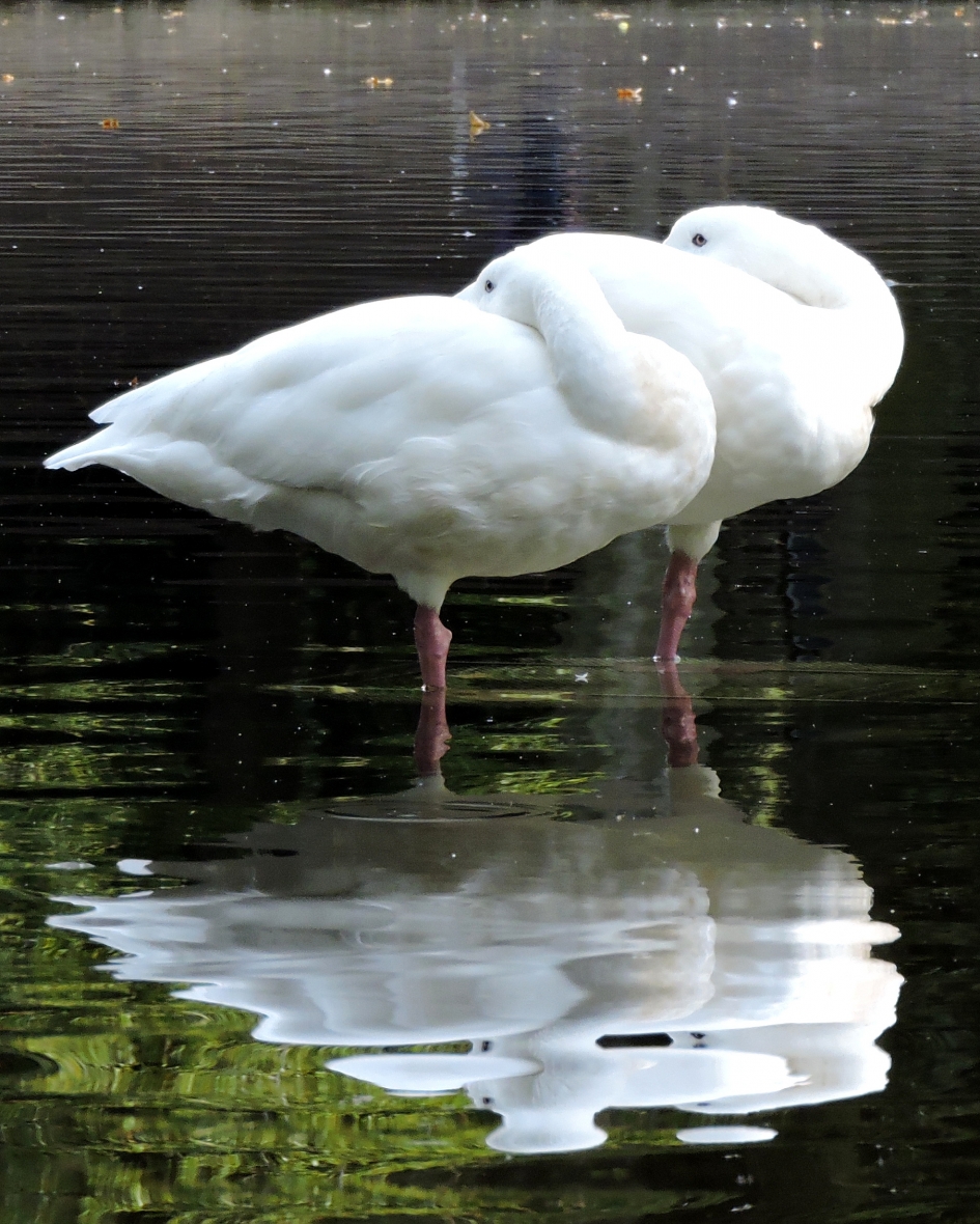 Alert ontspannen - Vogels - 