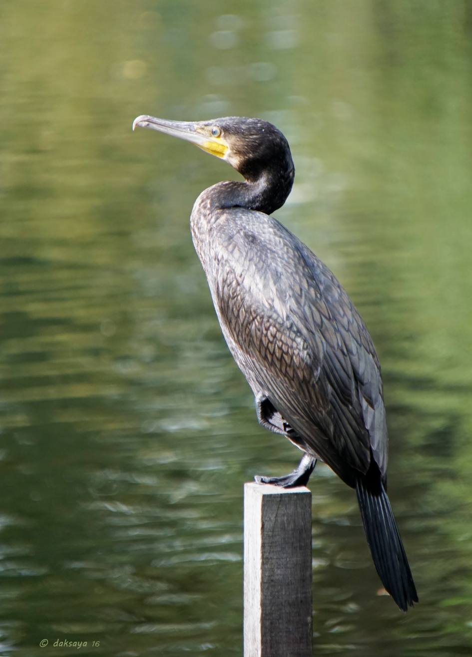 Als een standbeeld - Vogels - Aalscholver