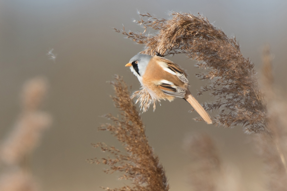 Baardman - Vogels - Baardman