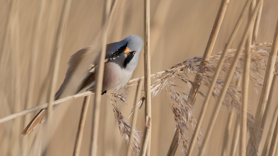 Baardman kijkt me nieuwsgierig aan - Vogels - Baardman (m)