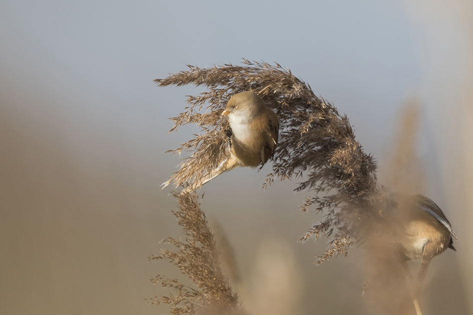 Baardman vrouwtje - Vogels - Baardman
