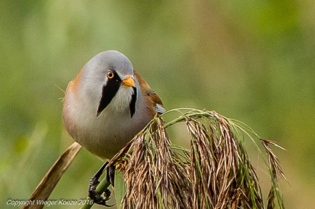 Baardmannetje op rietpluim