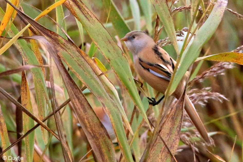 Baardmanvrouw - Vogels - Baardmanvrouw