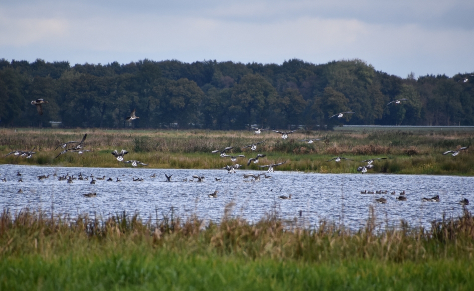 Beetsterzwaag - Vogels - 