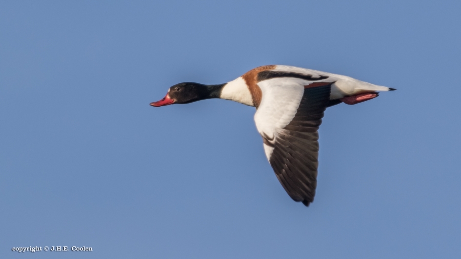 Bergeend - Vogels - Bergeend