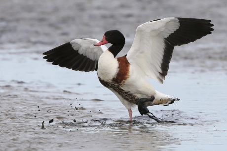 Bergeend in actie ...