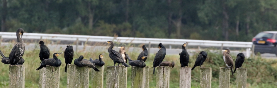 Bermtourisme - Vogels - 