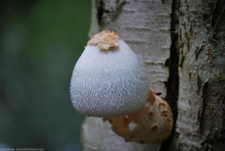beurszwam